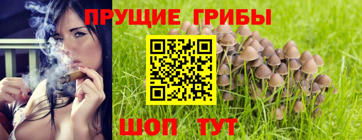 магазин продажи наркотиков  Топки  Псилоцибиновые грибы GOLDEN TEACHER 